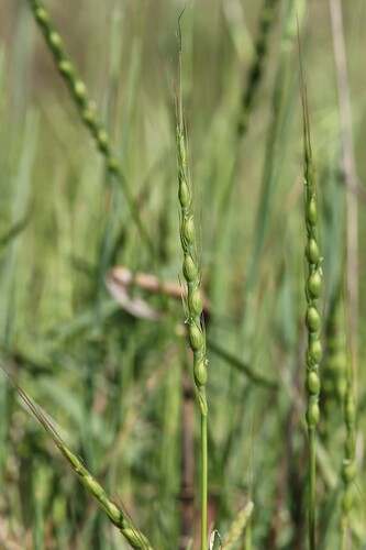 Aegilops ventricosa
