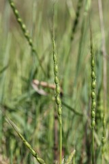 Aegilops ventricosa