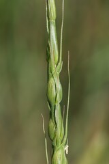 Aegilops ventricosa, photograph (c) Antoine Thivolle, some rights reserved (CC BY)