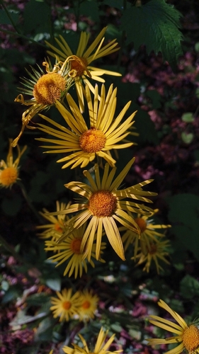 Doronicum hungaricum, photograph 6