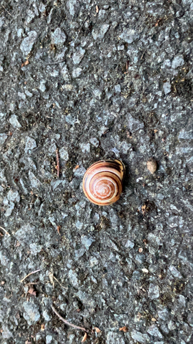 Cepaea nemoralis