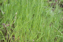 Brachypodium distachyon