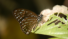 Graphium megarus