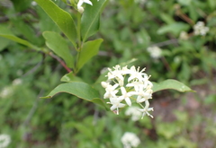 Cornus glabrata, photograph (c) Steven Lamonde, some rights reserved (CC BY)
