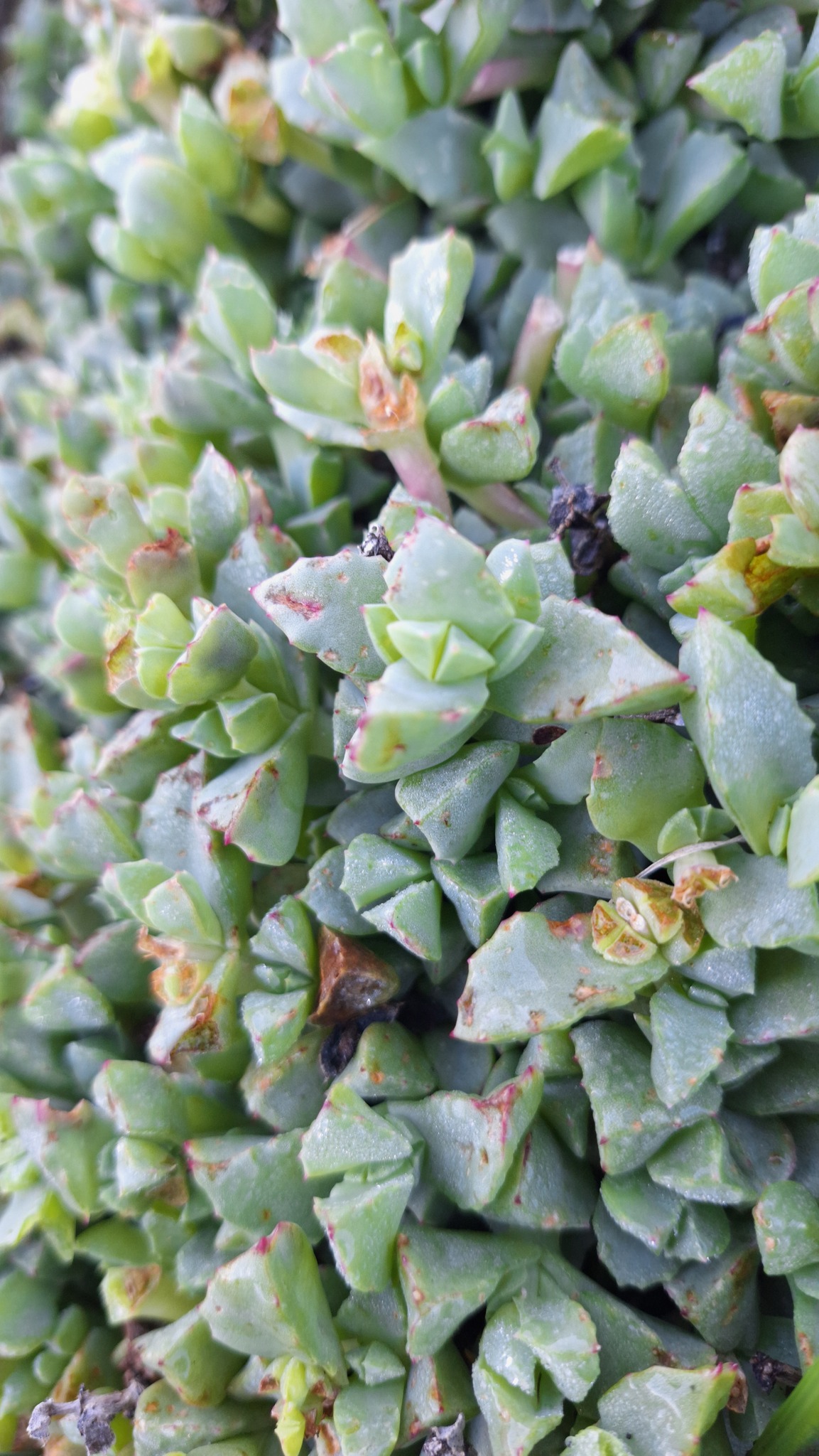 Lampranthus deltoides
