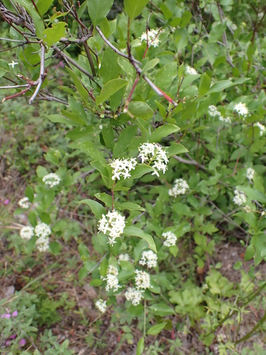 Cornus glabrata, photograph 3