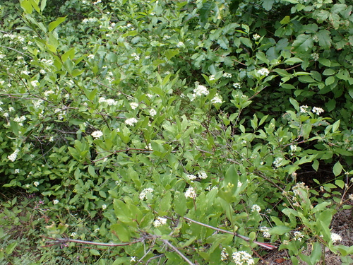 Cornus glabrata, photograph 5