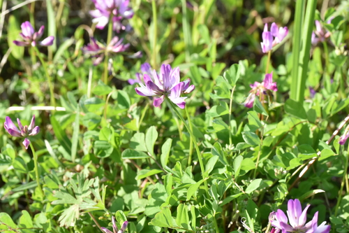 Astragalus sinicus observed 2026-05-11