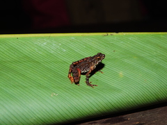 Leptophryne borbonica