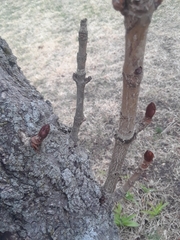 Aesculus hippocastanum