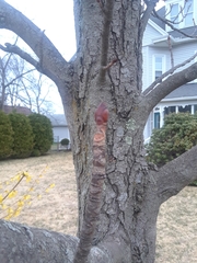 Aesculus hippocastanum