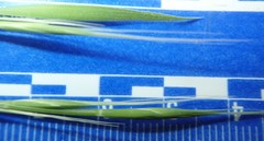 Brachypodium distachyon