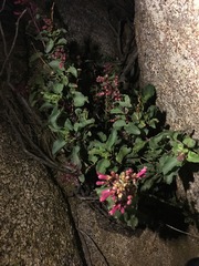 Penstemon clevelandii