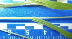 Brachypodium distachyon