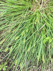 Carex muehlenbergii