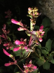 Penstemon clevelandii