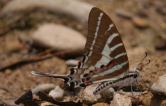 Graphium aristeus
