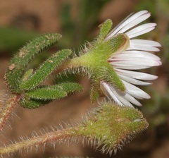 Drosanthemum hispifolium