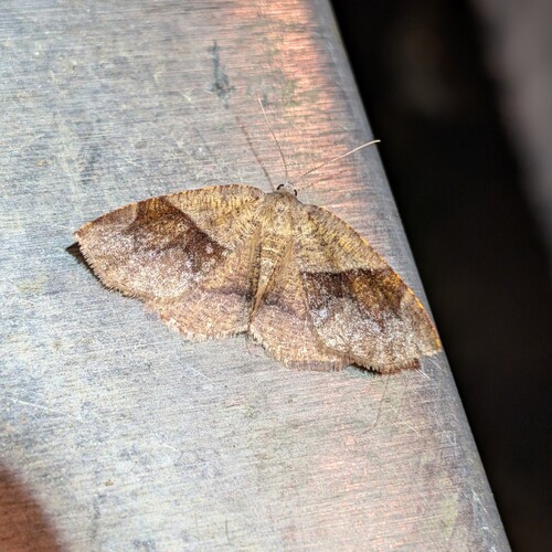 Barred Umber photo 6