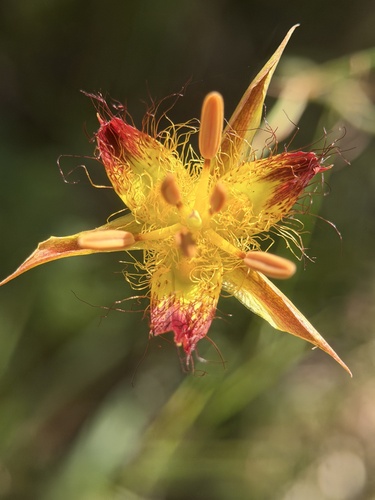 Calochortus obispoensis, photograph 6