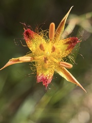 Calochortus obispoensis, photograph author not stated, no rights reserved