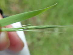 Brachypodium distachyon