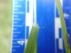 Brachypodium distachyon