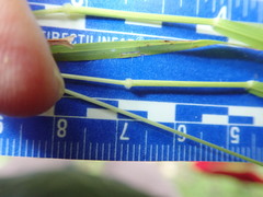 Brachypodium distachyon