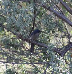 Aphelocoma woodhouseii