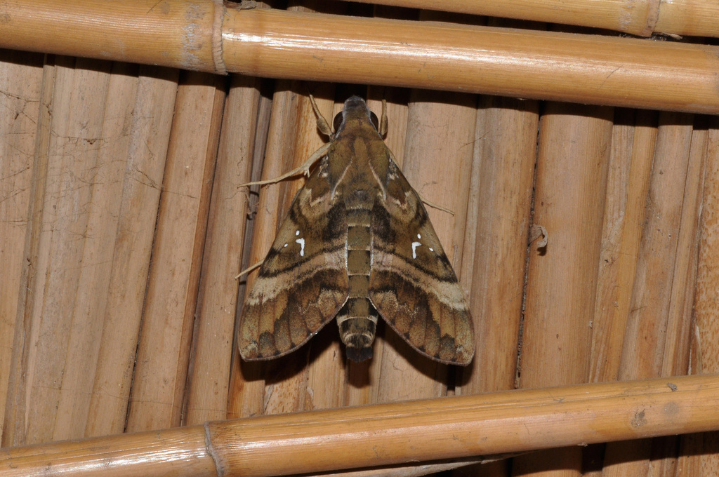 Nephele densoi