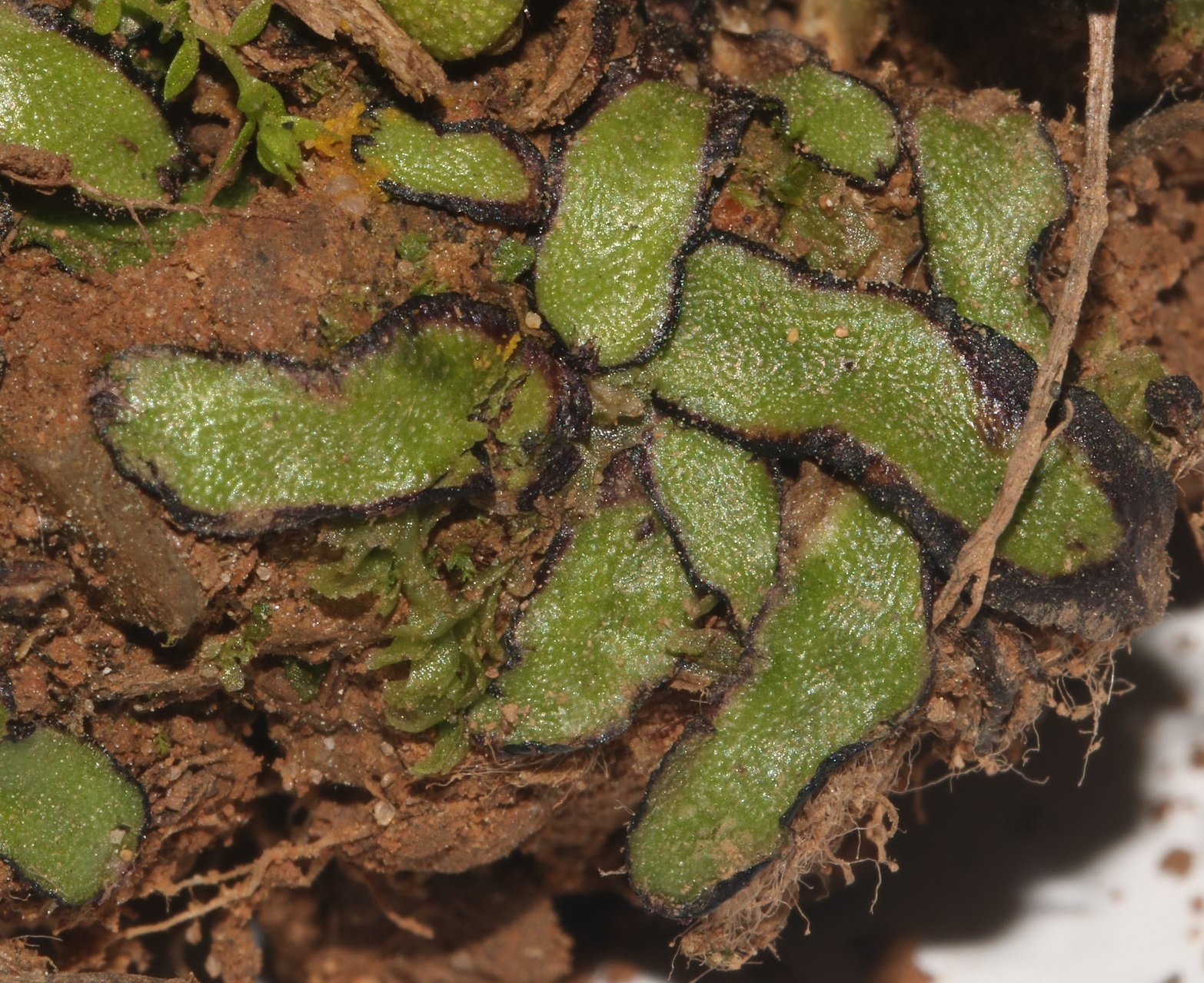 Asterella
