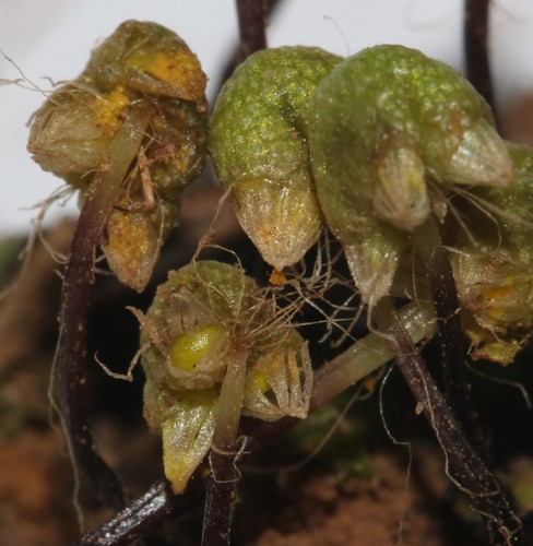 Image of Asterella marginata by (c) Brian du Preez, some rights reserved (CC BY-SA)