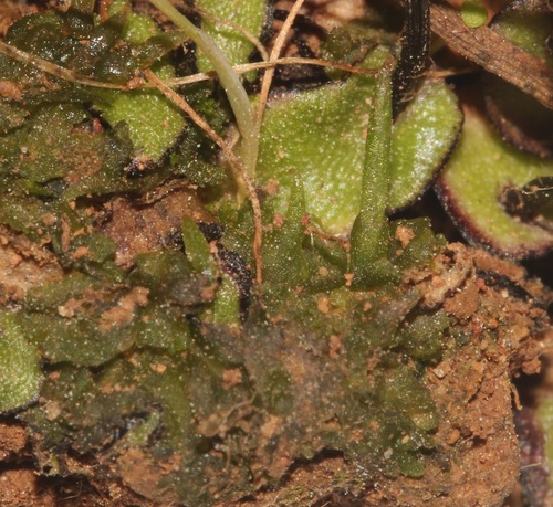 Image of Asterella marginata by (c) Brian du Preez, some rights reserved (CC BY-SA)