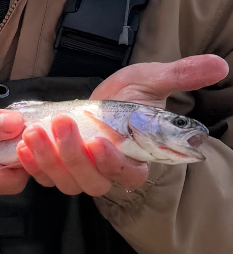 Coastal Cutbow