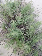 Erigeron blochmaniae