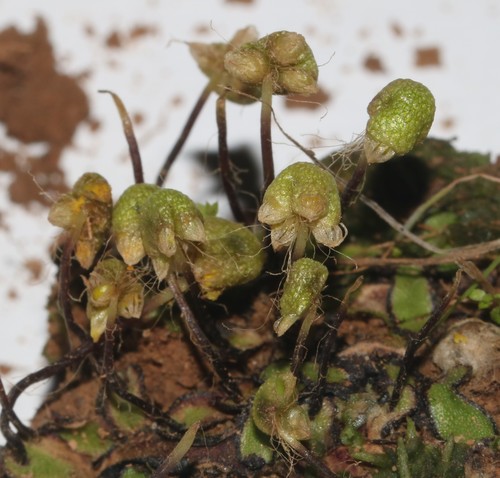 Image of Asterella marginata by (c) Brian du Preez, some rights reserved (CC BY-SA)
