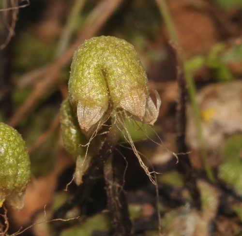Image of Asterella marginata by (c) Brian du Preez, some rights reserved (CC BY-SA)