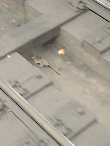 Rat photographed near here on 2026-05-11