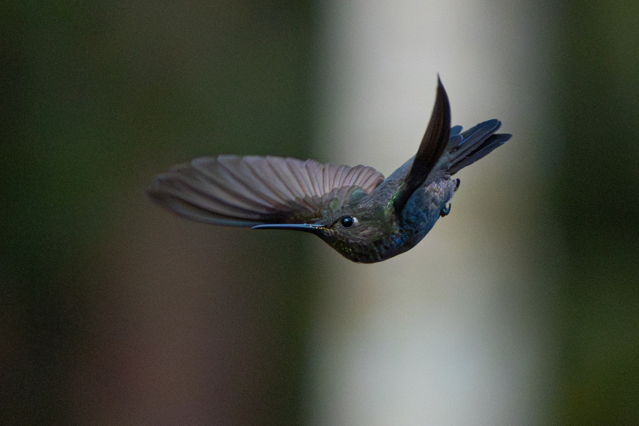 Sombre Hummingbird (Eupetomena cirrochloris), photo 4
