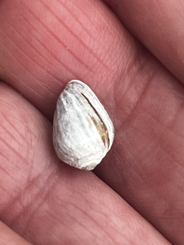 Melampus olivaceus