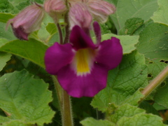 Proboscidea fragrans