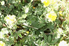 Potentilla hirta, photograph (c) Antoine Thivolle, some rights reserved (CC BY)