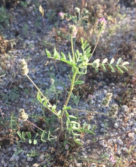 Astragalus didymocarpus