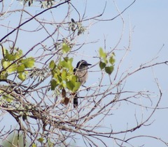 Aphelocoma woodhouseii