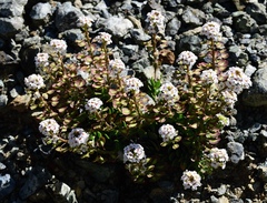 Persian Candytuft (Aethionema)