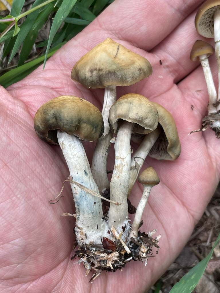 Psychedelic Ovoid Mushroom