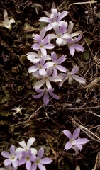Primula deuteronana