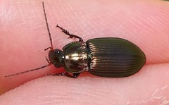 Poecilus cupreus