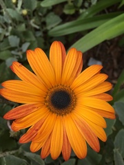 Dimorphotheca sinuata