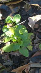 Viola primulifolia
